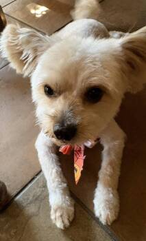 Ricky -  Maltese Dog for Adoption in San Jose, California - Ricky | PetCurious