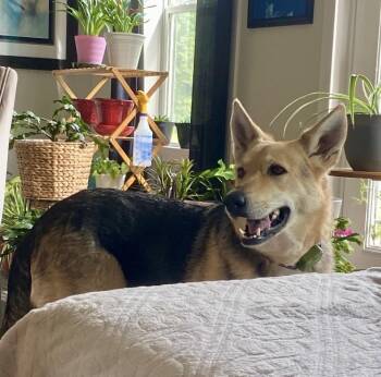 Ginger -  German Shepherd Dog Dog for Adoption in Wantagh, New York - Ginger | PetCurious