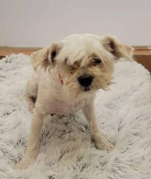 Shih Tzu Dogs Available for Adoption in Kennewick, Washington - Michael | PetCurious
