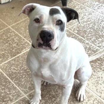 Draco -  American Staffordshire Terrier Dog for Adoption in Abilene, Texas - Draco | PetCurious