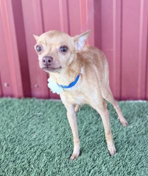 Chihuahua Dogs Available for Adoption in Lubbock, Texas - Polly | PetCurious