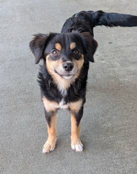 Australian Shepherd and Mixed Breed Dogs Available for Adoption - Meko | PetCurious