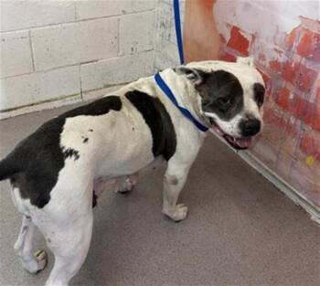 VACITA -  Pit Bull Terrier Dog for Adoption in San Bernardino, California - VACITA | PetCurious