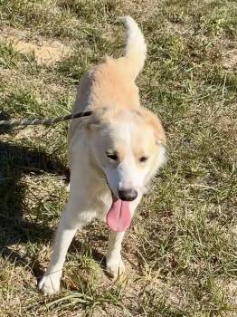 Simon -  Golden Retriever and Border Collie Dog for Adoption - Simon | PetCurious