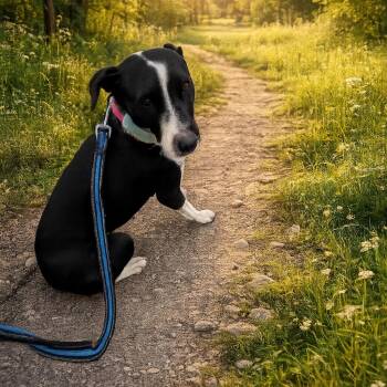 Dixi -  Mixed Breed and Labrador Retriever Dog for Adoption in Mississauga, Ontario - Dixi | PetCurious