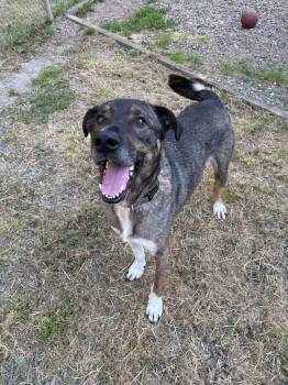 Baxter -  American Staffordshire Terrier and Shepherd Dog for Adoption in Salem, West Virginia - Baxter | PetCurious