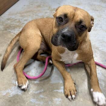 Rescue Boxer Dogs for Adoption in Austin, Texas - Rum Runner | PetCurious