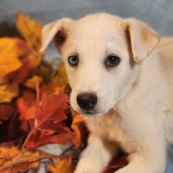 Rescue Husky Dogs for Adoption in Austin, Texas - Milo JuM | PetCurious