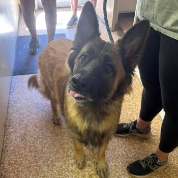 Copper -  German Shepherd Dog Dog Available for Adoption in Chehalis, Washington - Copper | PetCurious