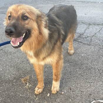 Chewbacca -  Australian Shepherd and Labrador Retriever Dog for Adoption in Bardstown, Kentucky - Chewbacca | PetCurious