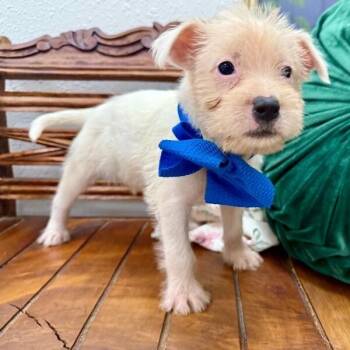 Hamm Biscuit Toy Story -  Terrier and Yellow Labrador Retriever Dog for Adoption in Friendswood, Texas - Hamm Biscuit Toy Story | PetCurious