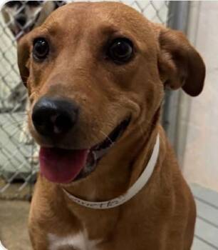 Barretta -  Terrier and Mixed Breed Dog for Adoption in Morristown, New Jersey - Barretta | PetCurious