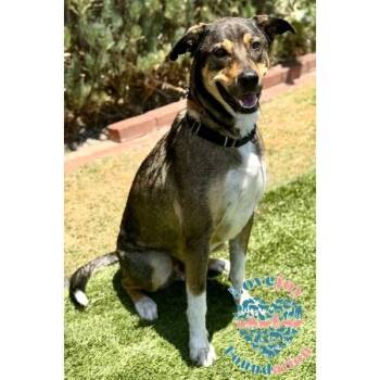 Maverick -  Shepherd and Labrador Retriever Dog for Adoption in Inglewood, California - Maverick | PetCurious