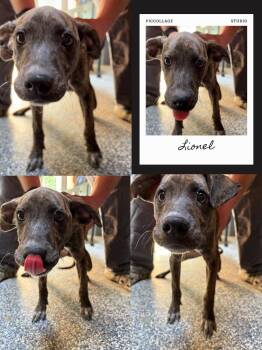 Lionel -  Catahoula Leopard Dog and Mountain Cur Dog for Adoption in Waldwick, New Jersey - Lionel | PetCurious