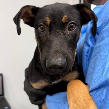 Skyler -  Black Mouth Cur and Mixed Breed Dog for Adoption in Abilene, Texas - Skyler | PetCurious