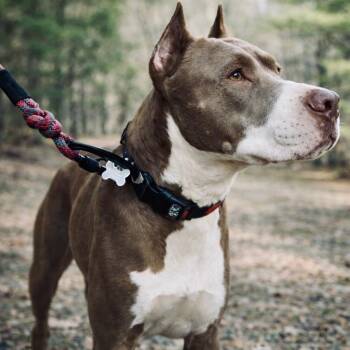 American Staffordshire Terrier and Boxer Dogs Available for Adoption in Brookeville, Maryland - Sugar | PetCurious