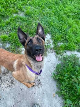 Leo -  Belgian Shepherd Malinois Dog for Adoption in Parrish, Florida - Leo | PetCurious