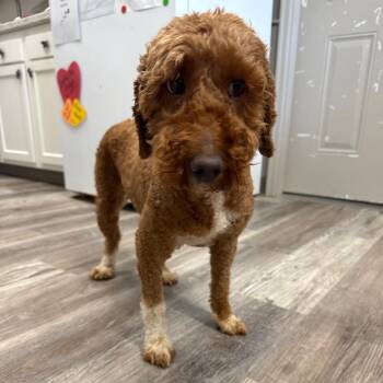 Dixie -  Golden Retriever and Poodle Dog for Adoption in Muncie, Indiana - Dixie | PetCurious