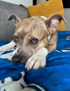 Rescue Pit Bull Terrier Dogs for Adoption in Claremont, California - Chili | PetCurious