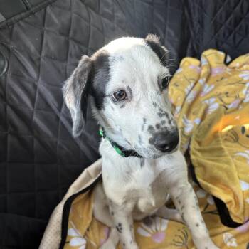 Dotson -  Dalmatian Dog for Adoption in New Orleans, Louisiana - Dotson | PetCurious