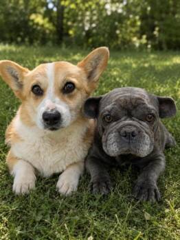 Abby -  Cardigan Welsh Corgi Dog for Adoption in Malvern, Pennsylvania - Abby | PetCurious