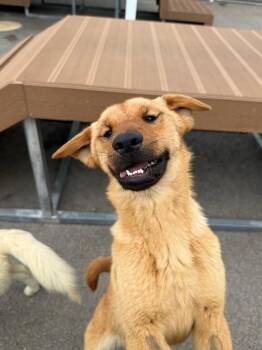 Pureum -  Jindo Dog for Adoption in New York, New York - Pureum | PetCurious