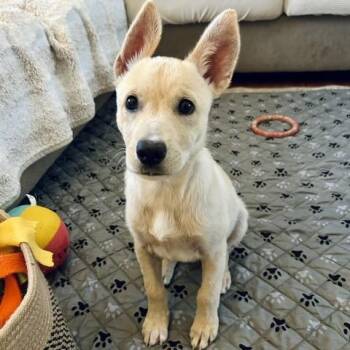 Zucchini -  Mixed Breed Dog for Adoption in Buffalo, Minnesota - Zucchini | PetCurious