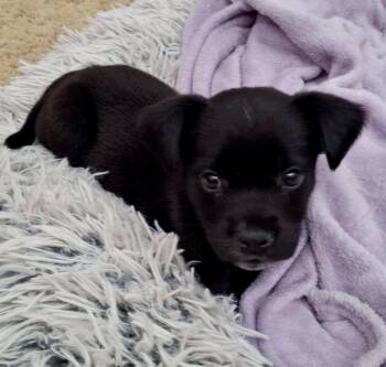 Grey -  Labrador Retriever Dog for Adoption in Glocester, Rhode Island - Grey | PetCurious