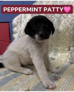 PEPPERMINT PATTY -  Shepherd Dog for Adoption in Pemberton Township, New Jersey - PEPPERMINT PATTY | PetCurious