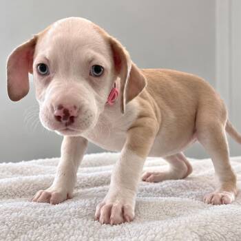 Jean Grey -  Australian Shepherd and Shepherd Dog for Adoption in Tampa, Florida - Jean Grey | PetCurious
