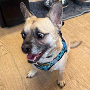 Nintendo 13844 -  Pug and Chihuahua Dog for Adoption in San Francisco, California - Nintendo 13844 | PetCurious
