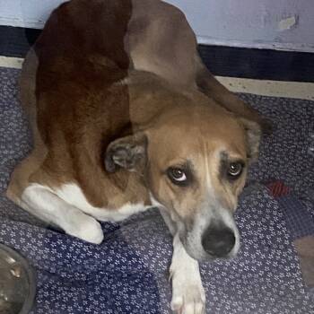 Rescue Beagle and Mixed Breed Dogs for Adoption in Loxahatchee Groves, Florida - Anya 2296 | PetCurious