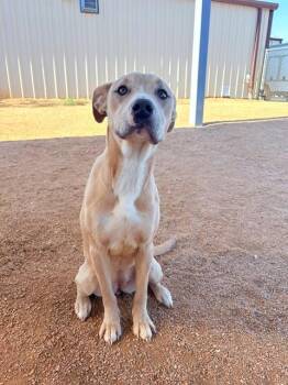 Staffordshire Bull Terrier and Mixed Breed Dogs Available for Adoption - BLOSSOM | PetCurious