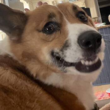 Honey -  Corgi and Mixed Breed Dog for Adoption - Honey | PetCurious