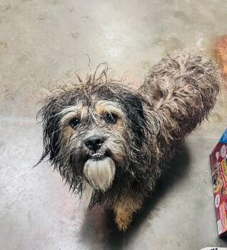 Terrier and Shih Tzu Dogs Available for Adoption in Council Bluffs, Iowa - Ringo | PetCurious