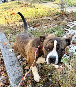 Rescue Border Terrier and Bulldog Dogs for Adoption in Petersburg, Virginia - Cobbler | PetCurious