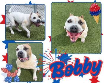 Rescue Pit Bull Terrier Dogs for Adoption in Pearland, Texas - BOBBY | PetCurious