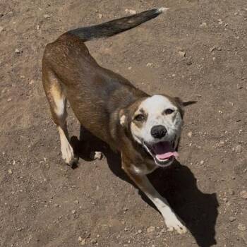 Persimmon -  Cattle Dog and Mixed Breed Dog for Adoption in Flagstaff, Arizona - Persimmon | PetCurious