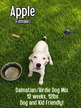 Apple -  Dalmatian Dog for Adoption in Lancaster, Kentucky - Apple | PetCurious