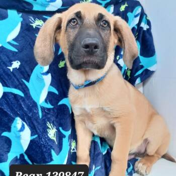 German Shepherd Dog Dogs Available for Adoption - Bear | PetCurious