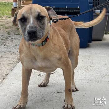 Shepherd and Labrador Retriever Dogs Available for Adoption in Washington, District Of Columbia - Rue | PetCurious