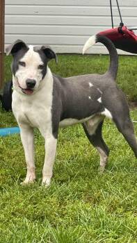 Elliot -  Mixed Breed Dog for Adoption in Clinton, Wisconsin - Elliot | PetCurious