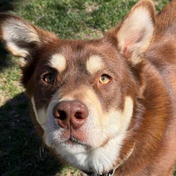 Siberian Husky Dogs Available for Adoption in Murray, Utah - Ube | PetCurious