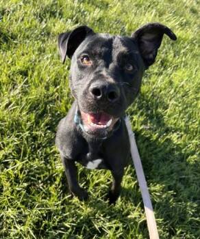 Mixed Breed Dogs Available for Adoption in Kansas City, Missouri - Bentley | PetCurious