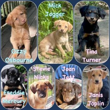 Rockstar Litter - puppies 3 boys 4 girls -  Labrador Retriever and Pomeranian Dog Available for Adoption in Traverse City, Michigan - Rockstar Litter - Puppies 3 Boys 4 Girls | PetCurious