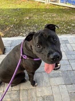 Prancer -  Pit Bull Terrier and Mixed Breed Dog for Adoption in Atlanta, Georgia - Prancer | PetCurious