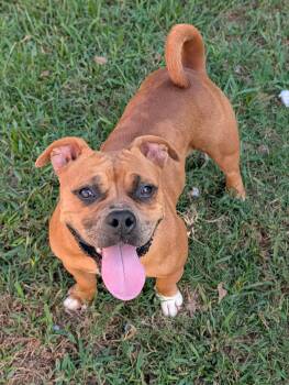 Rose -  American Bully and Bulldog Dog for Adoption in Baton Rouge, Louisiana - Rose | PetCurious