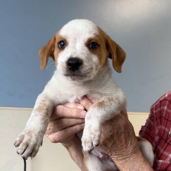 Beagle Dogs Available for Adoption in Maynardville, Tennessee - Xavier | PetCurious