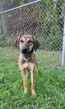 Shaggy -  Hound Dog for Adoption in Marion, Mississippi - Shaggy | PetCurious