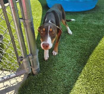 Lyra -  Shepherd and German Shorthaired Pointer Dog for Adoption in Boonville, Missouri - Lyra | PetCurious